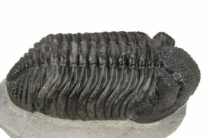 Large Phacopid (Drotops) Trilobite - Mrakib, Morocco #235795
